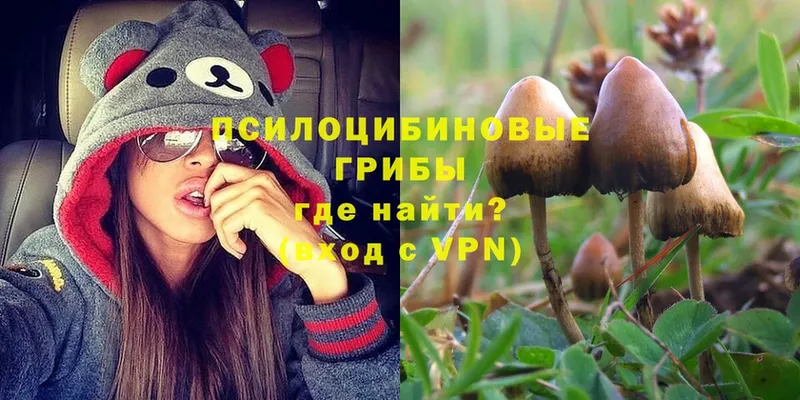 Псилоцибиновые грибы Psilocybe  Грайворон 